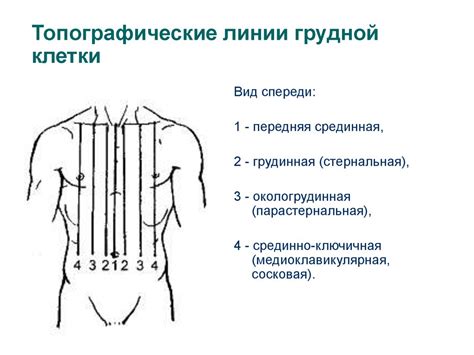 Построение грудной клетки и плеч