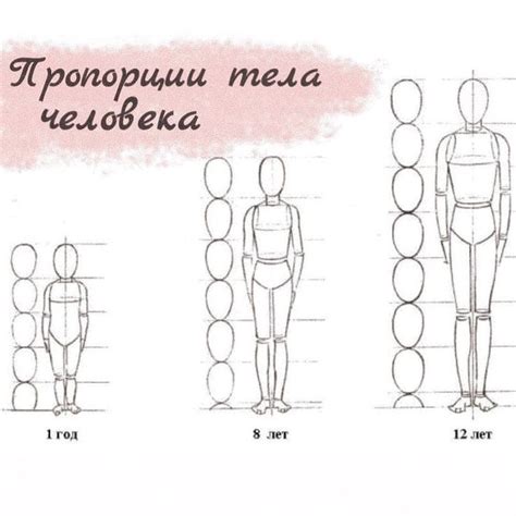 Построение пропорций тела