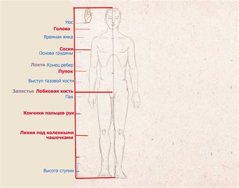 Построение пропорций человеческого тела