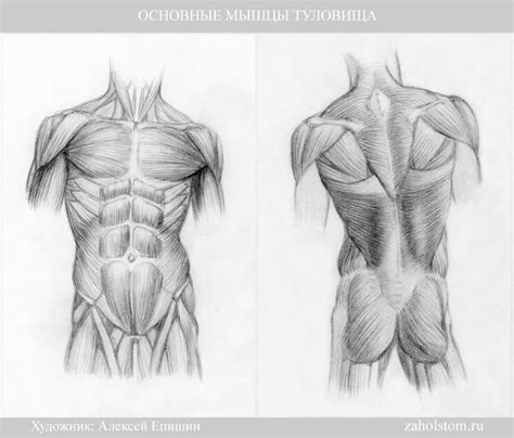 Построение формы туловища