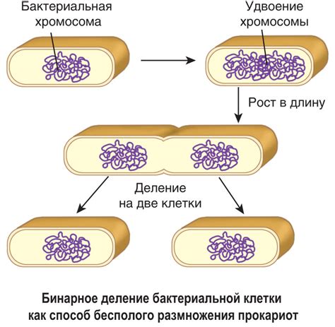 Потенциальное размножение бактерий