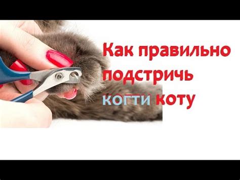 Почему важно подстригать ногти коту регулярно