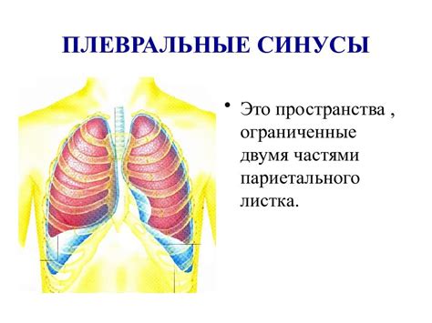 Почему возникают синусы в легких