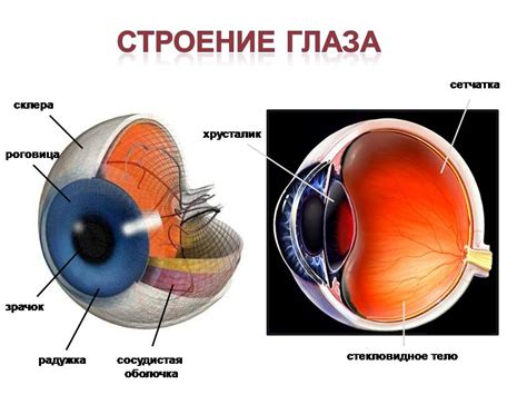 Почему глазное яблоко исчезает: причины и работа органа зрения