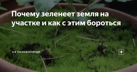 Почему земля на участке зеленеет?