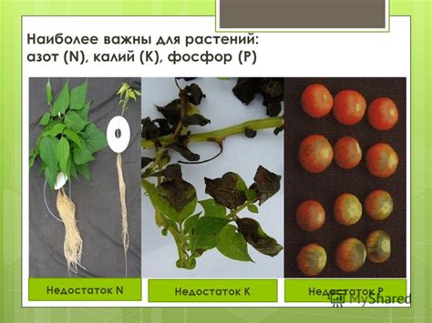 Почему калий и фосфор важны для растений