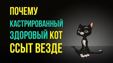 Почему кот Чифуи необычен