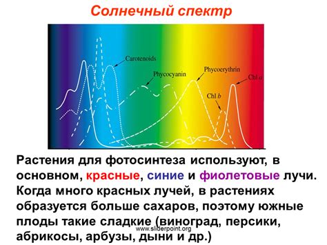 Почему красный свет необходим растениям?