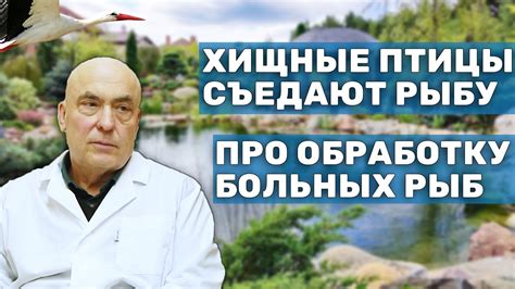 Почему необходимо отпугивание птиц