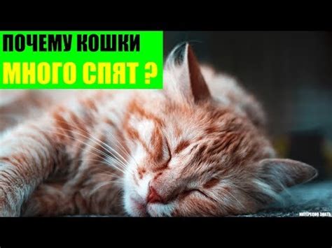 Почему снится много котят одного окраса: научное объяснение