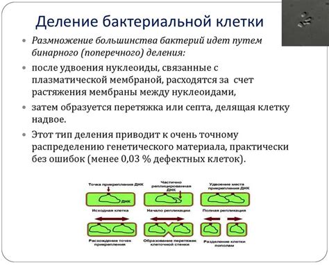 Появление возможности для размножения бактерий