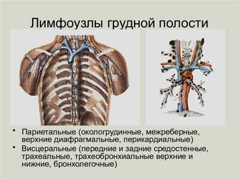 Появление точек на грудине у женщин