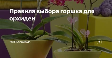 Правила выбора подходящего горшка