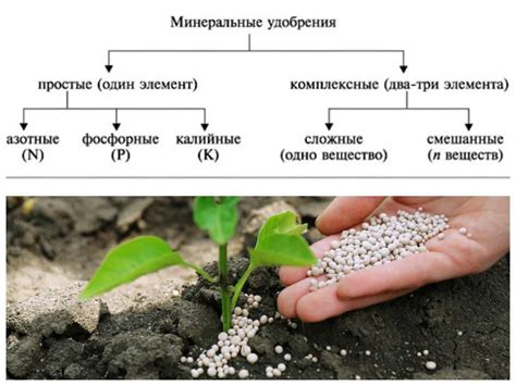 Правила полива, удобрения и основы грунтовой подкормки для азалий