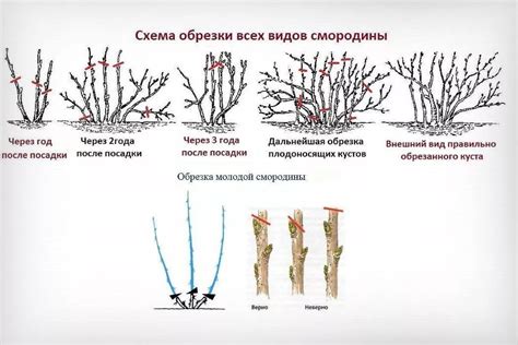 Правила полива и подкормки старых кустов жимолости