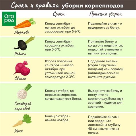 Правила посадки корнеплодов