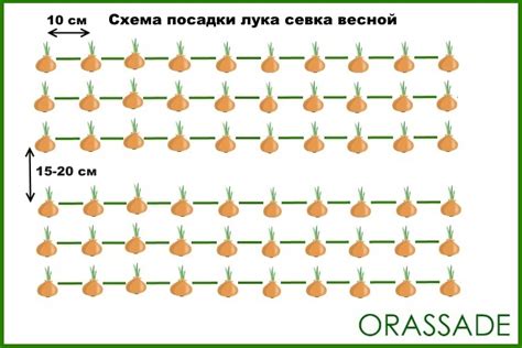 Правила посадки лука в грядку