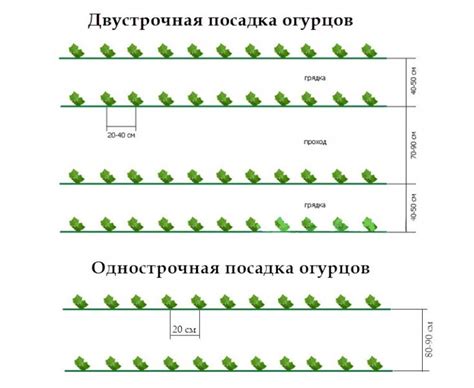 Правила посева и рассады