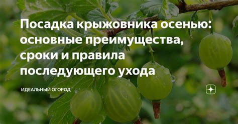 Правила последующего ухода за побелкой