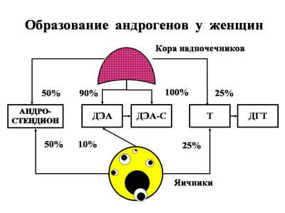 Правила применения ДГЭА и ДГЭА-С