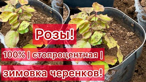 Правила сохранения укорененных черенков роз