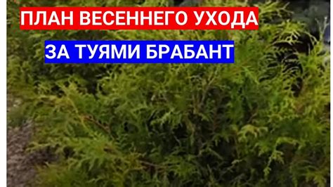 Правила ухода за туями после зимы