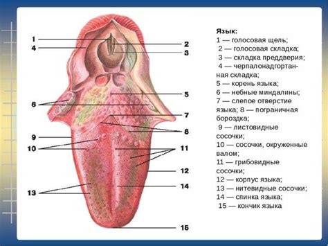 Правило #2: Перевод "язык" как часть тела