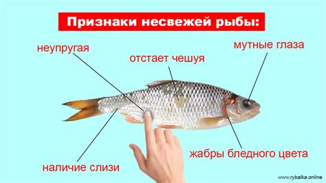 Правило 1: Как определить свежесть рыбы на глаз