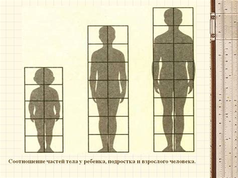 Правильная пропорция человеческого тела