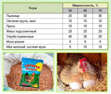 Правильное кормление суточных бройлеров: состав и режим