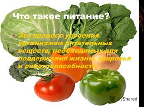 Правильное питание и уход за организмом для поддержания здоровья волос