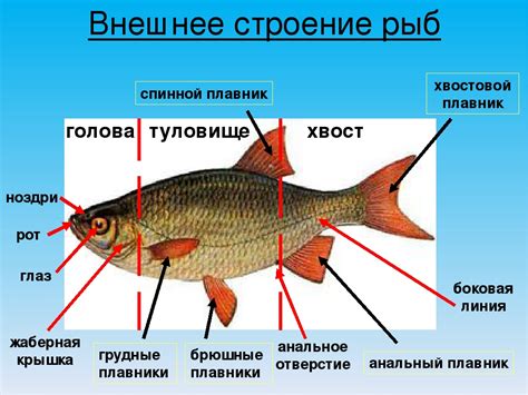 Правильное питание щуки