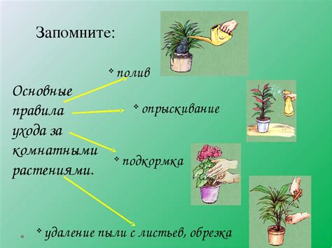 Правильное уход за растениями