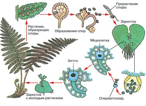 Правильные особенности размножения