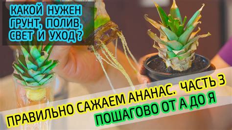 Правильный полив ананаса