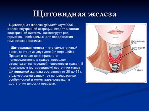 Практические рекомендации по голоданию и щитовидной железе