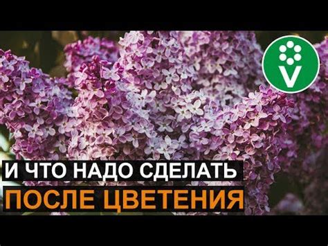 Превенция чернения листьев у сирени