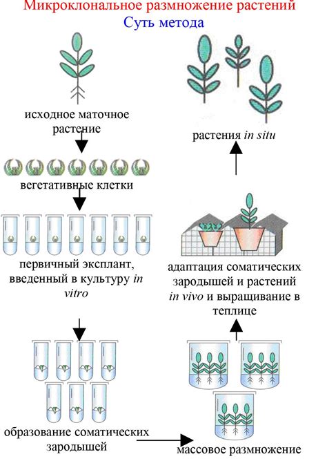 Предварительные этапы размножения