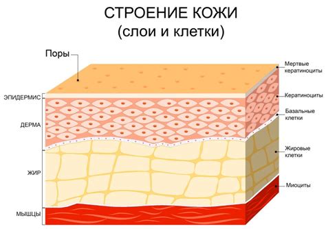 Предоставление контакта кожи-к-коже