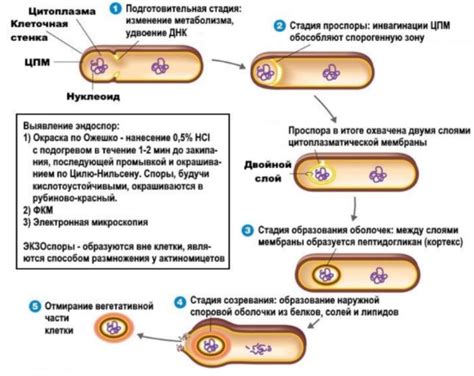 Предотвращение размножения бактерий