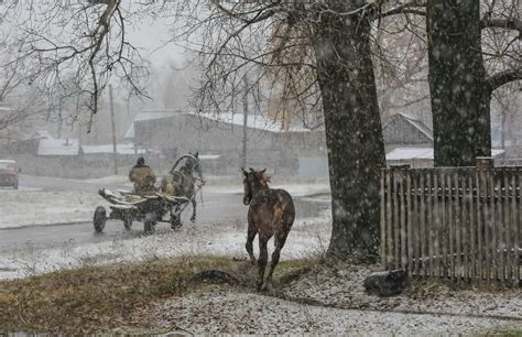 Предсказания, связанные с лошадью на дороге