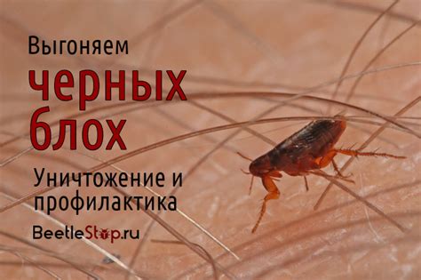 Предупреждение возникновения блох в доме