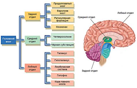 Предупреждение снижения лабильности нейронов головного мозга