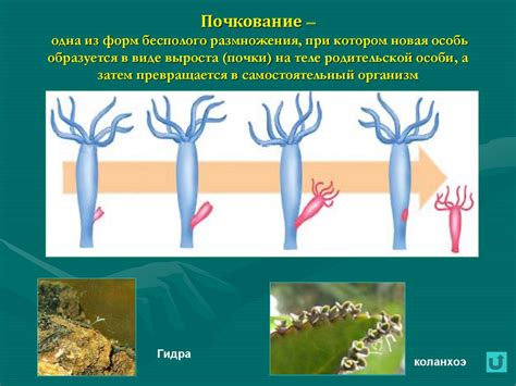 Преимущества бесполого размножения