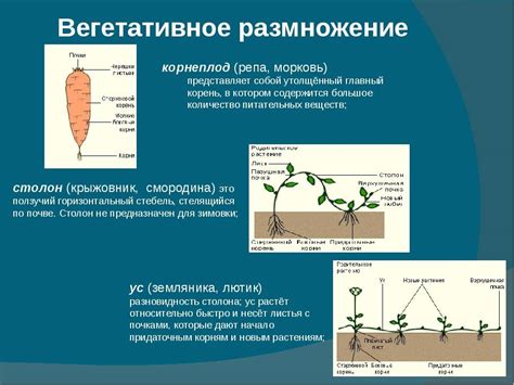 Преимущества вегетативного размножения перед семенным