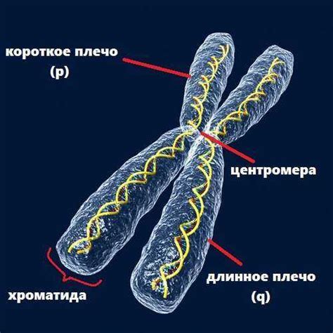 Преимущества диагностики на основе количества хромосом