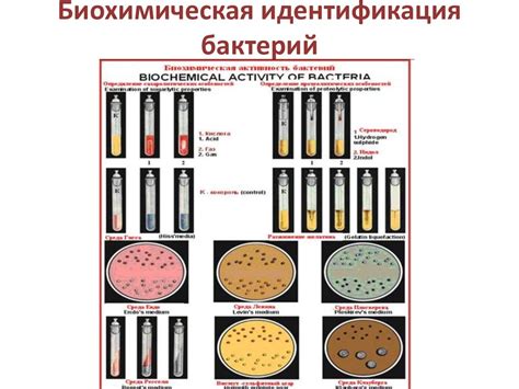 Преимущества использования бактерий в тесте