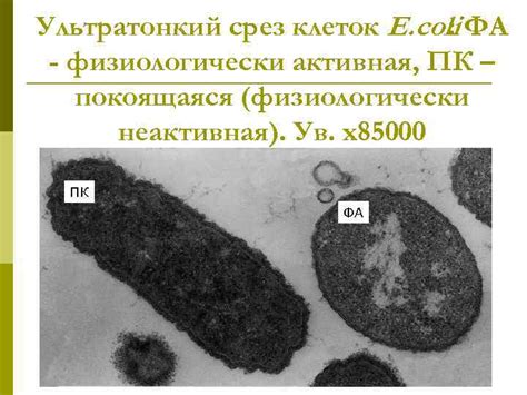 Преимущества использования инактивированных микробных клеток E. coli