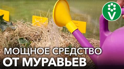 Преимущества использования химических препаратов