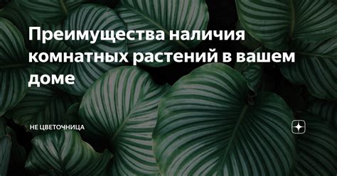 Преимущества комнатных растений в доме